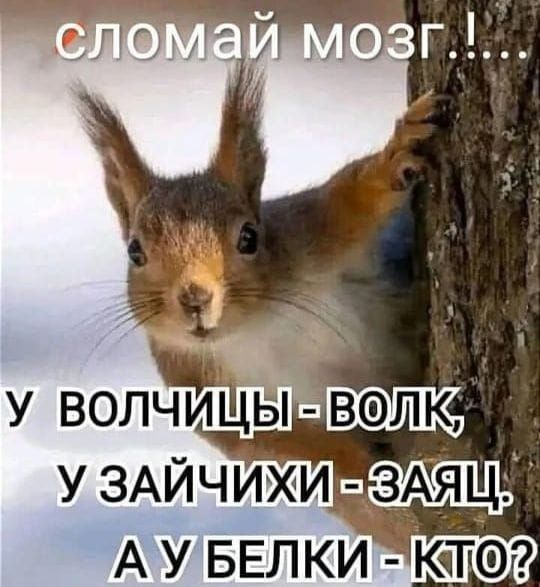 сломай мозг..!...
У волчицы - волк,
У зайчихи - заяц,
А у белки - кто?