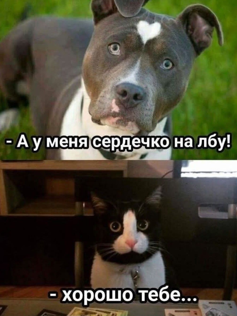 - А у меня сердечко на лбу!
- хорошо тебе...