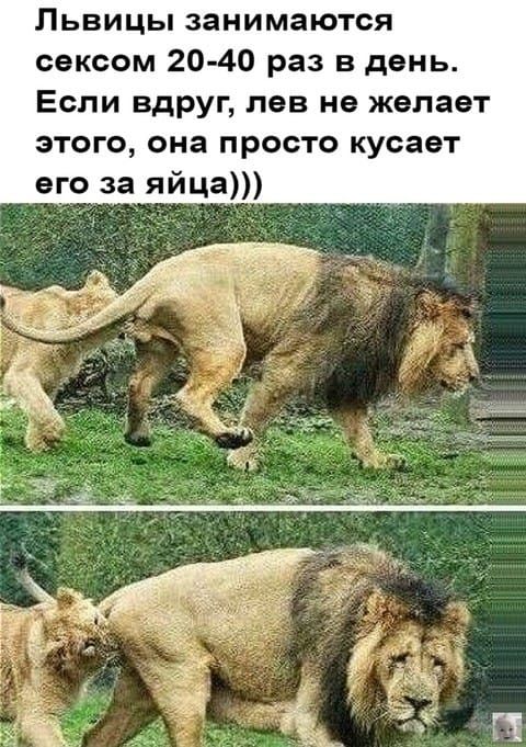 Львицы занимаются сексом 20-40 раз в день. Если вдруг, лев не желает этого, она просто кусает его за яйца)))