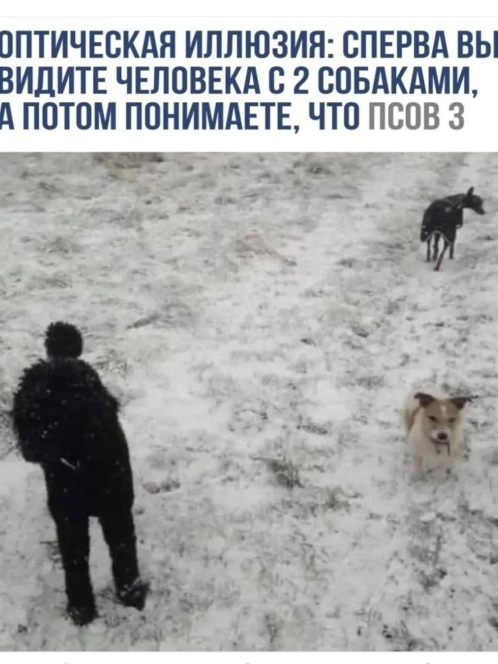 ОПТИЧЕСКАЯ ИЛЛЮЗИЯ: СПЕРВА ВЫ ВИДИТЕ ЧЕЛОВЕКА С 2 СОБАКАМИ, А ПОТОМ ПОНИМАЕТЕ, ЧТО ПСОВ 3