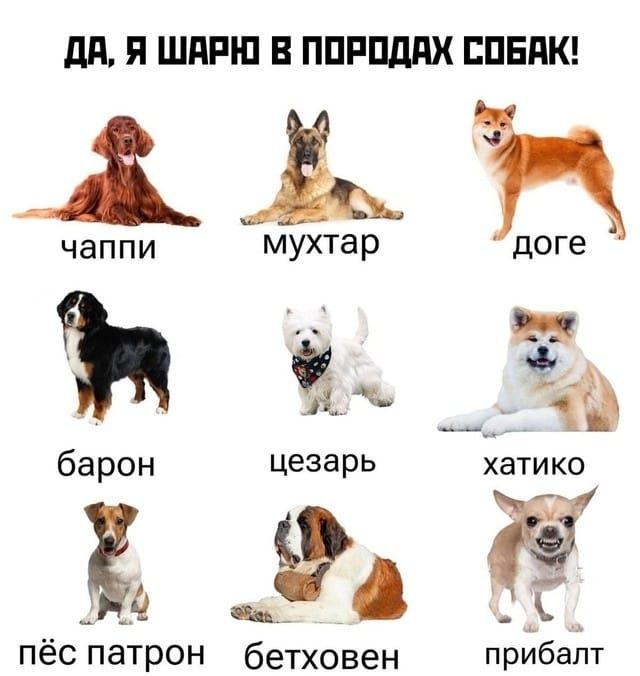 ДА, Я ШАРЮ В ПОРОДАХ СОБАК!
чаппи
мухтар
доге
барон
цэзарь
хатико
пёс патрон
бетховен
прибалт