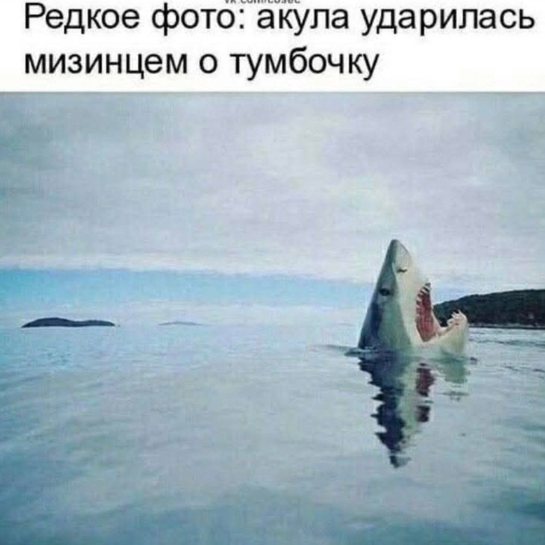 Редкое фото: акула ударилась мизинцем о тумбочку.