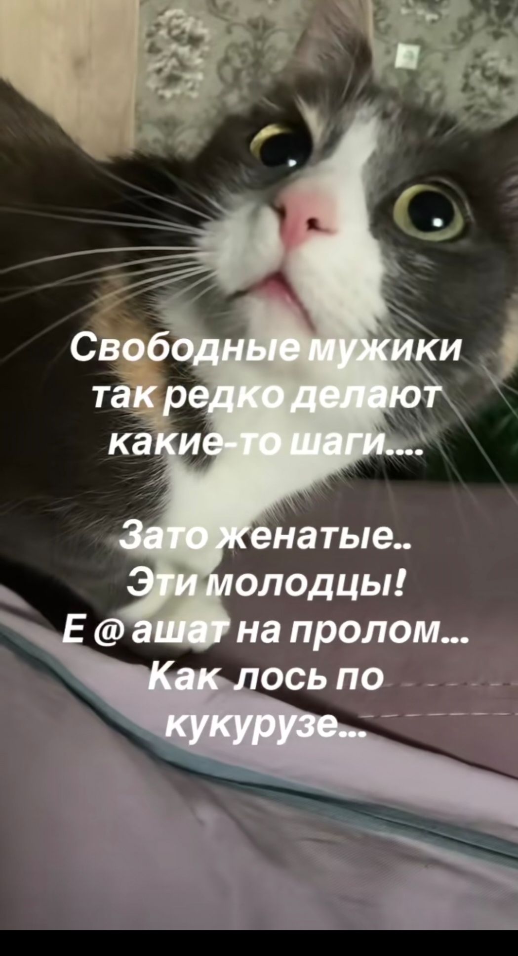 Свободные мужики так редко делают какие-то шаги.... Зато женатые.. Эти молодцы! Е @ ашат на пролом... Как лось по кукурузе...