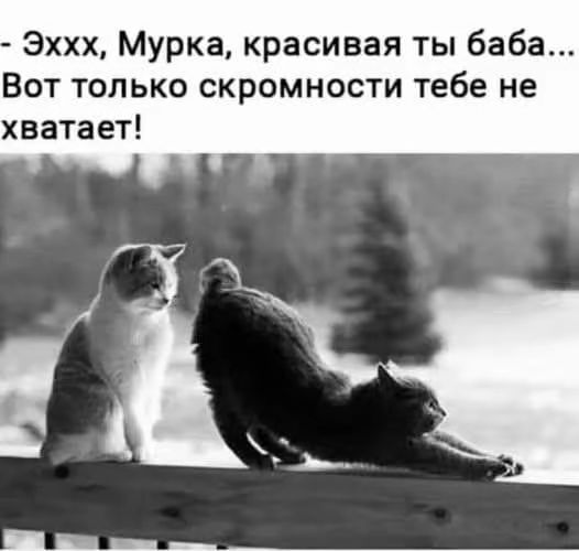 Эхх, Муpка, красивая ты баба... Вот только скромности тебе не хватает!