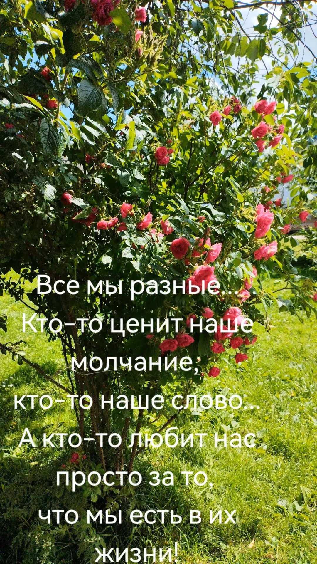 Все мы разные. Кто-то ценит наше молчание; кто-то наше слово... А кто-то любит нас просто за то, что мы есть в их жизни!