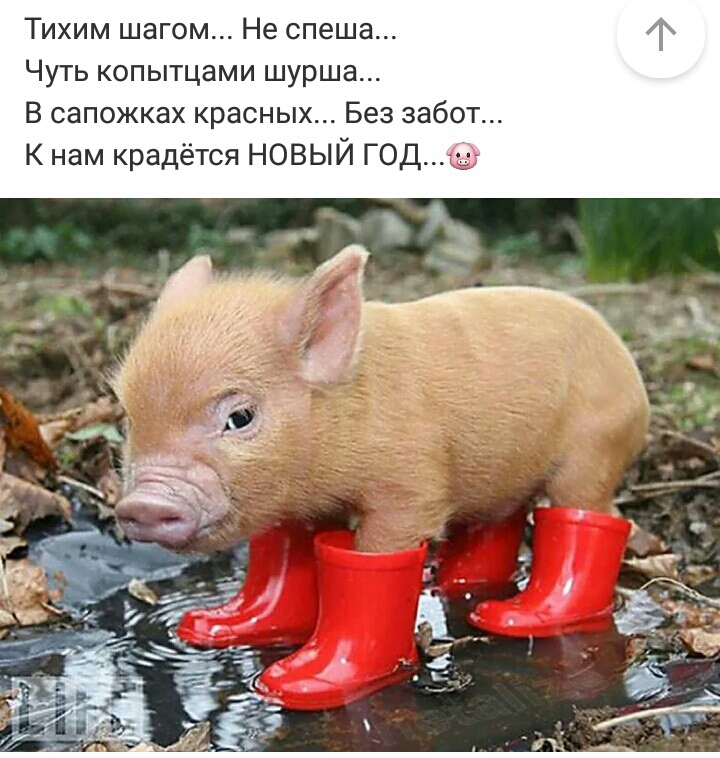 Тихим шагом Не спеша Чуть копытцами шурша В сапожках красных Без забот К нам крадётся НОВЫЙ ГОД