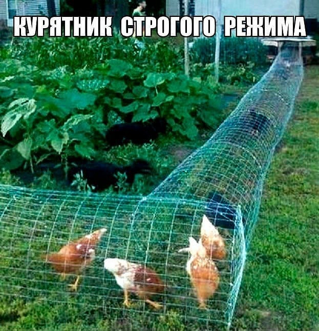 БШНИШЩЮЮЮ РЕЖИМА