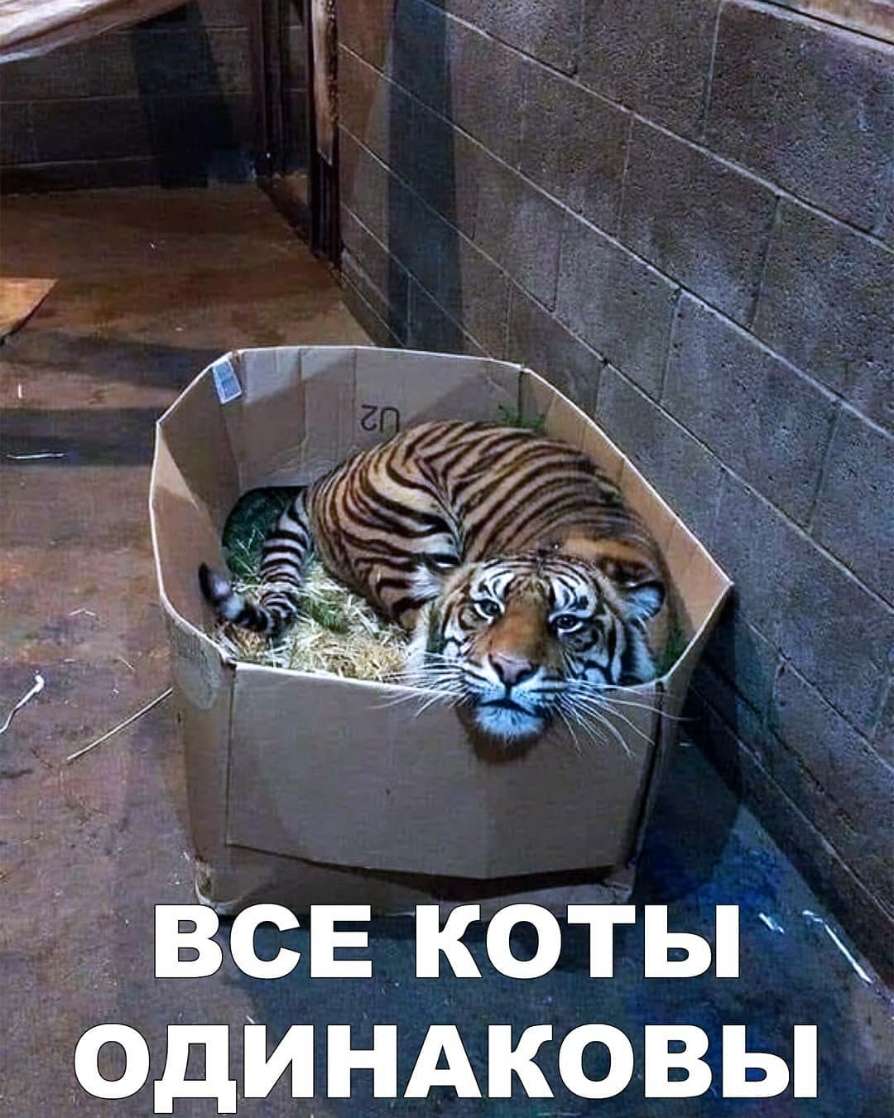 ЁсЕ котьг одиндковы