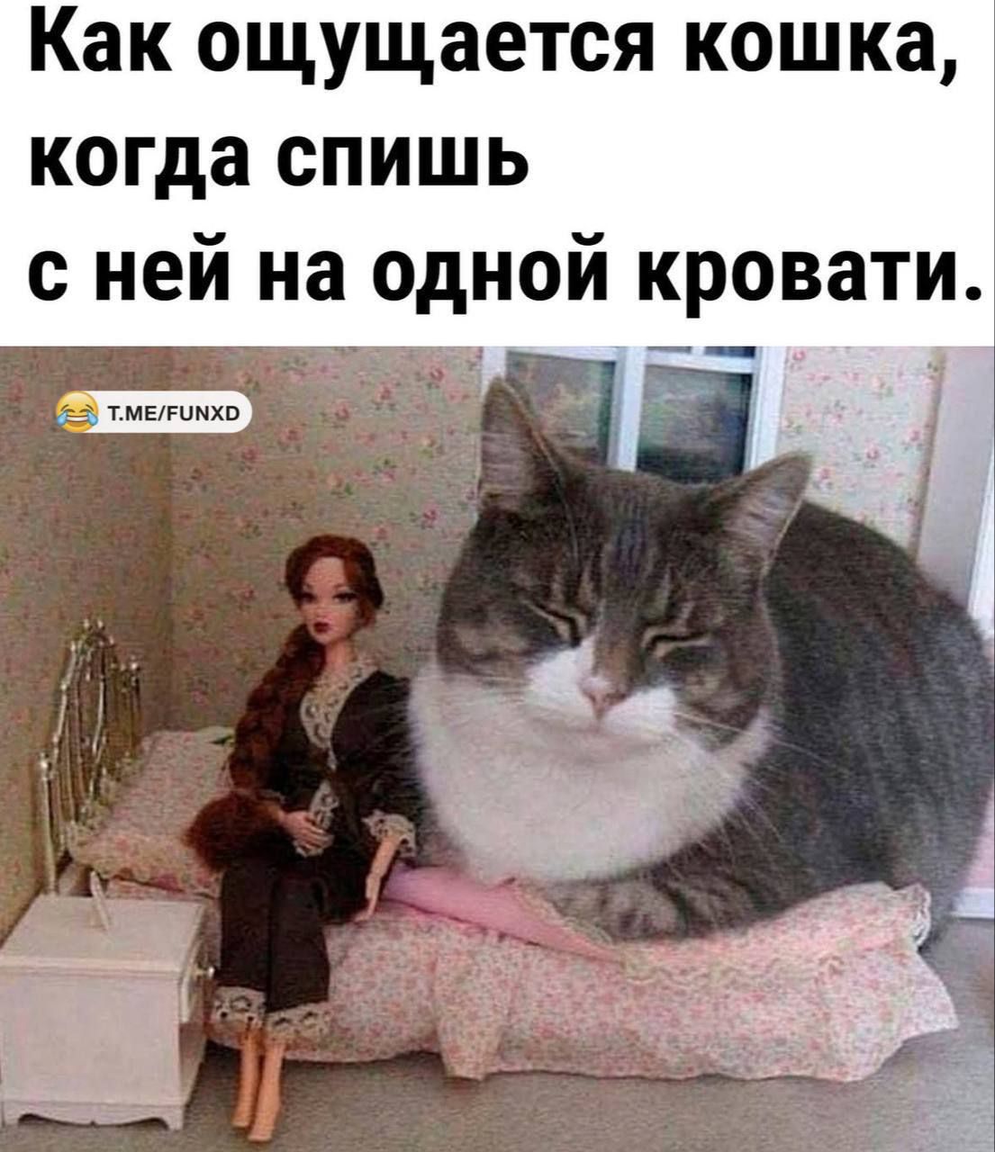 Как ощущается кошка когда спишь