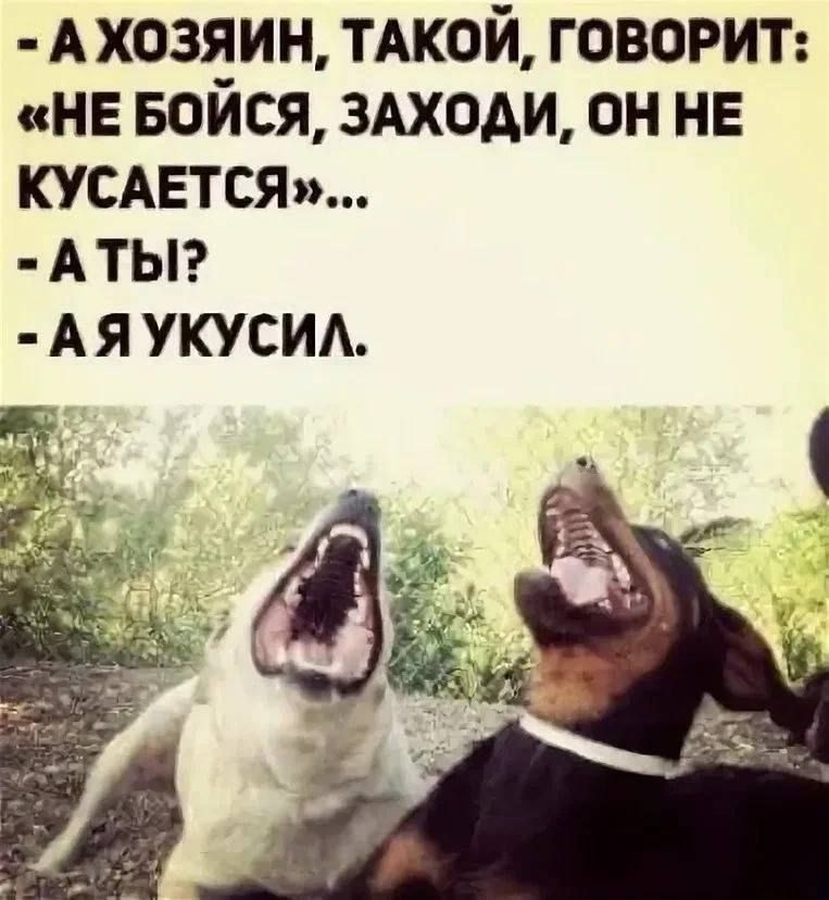 - А хозяин, такой, говорит: «Не бойся, заходи, он не кусается»...  
- А ты?  
- А я укусил.