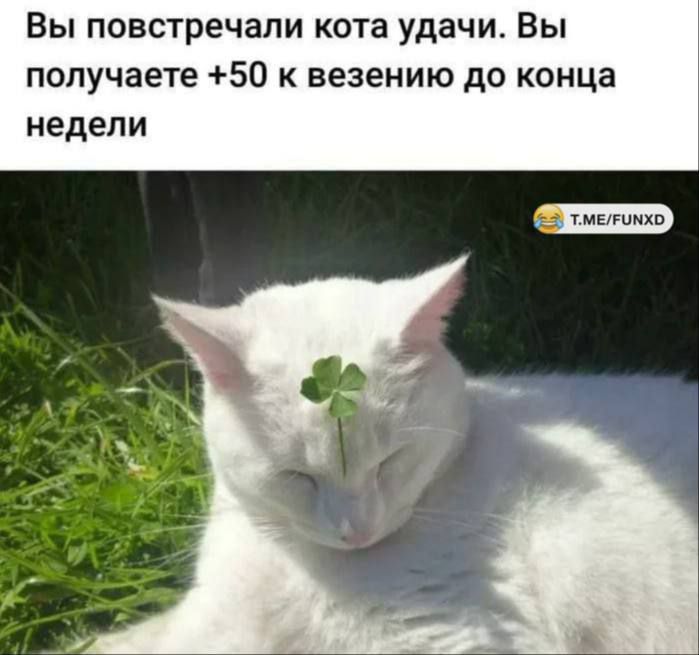 Вы повстречали кота удачи. Вы получаете +50 к везению до конца недели