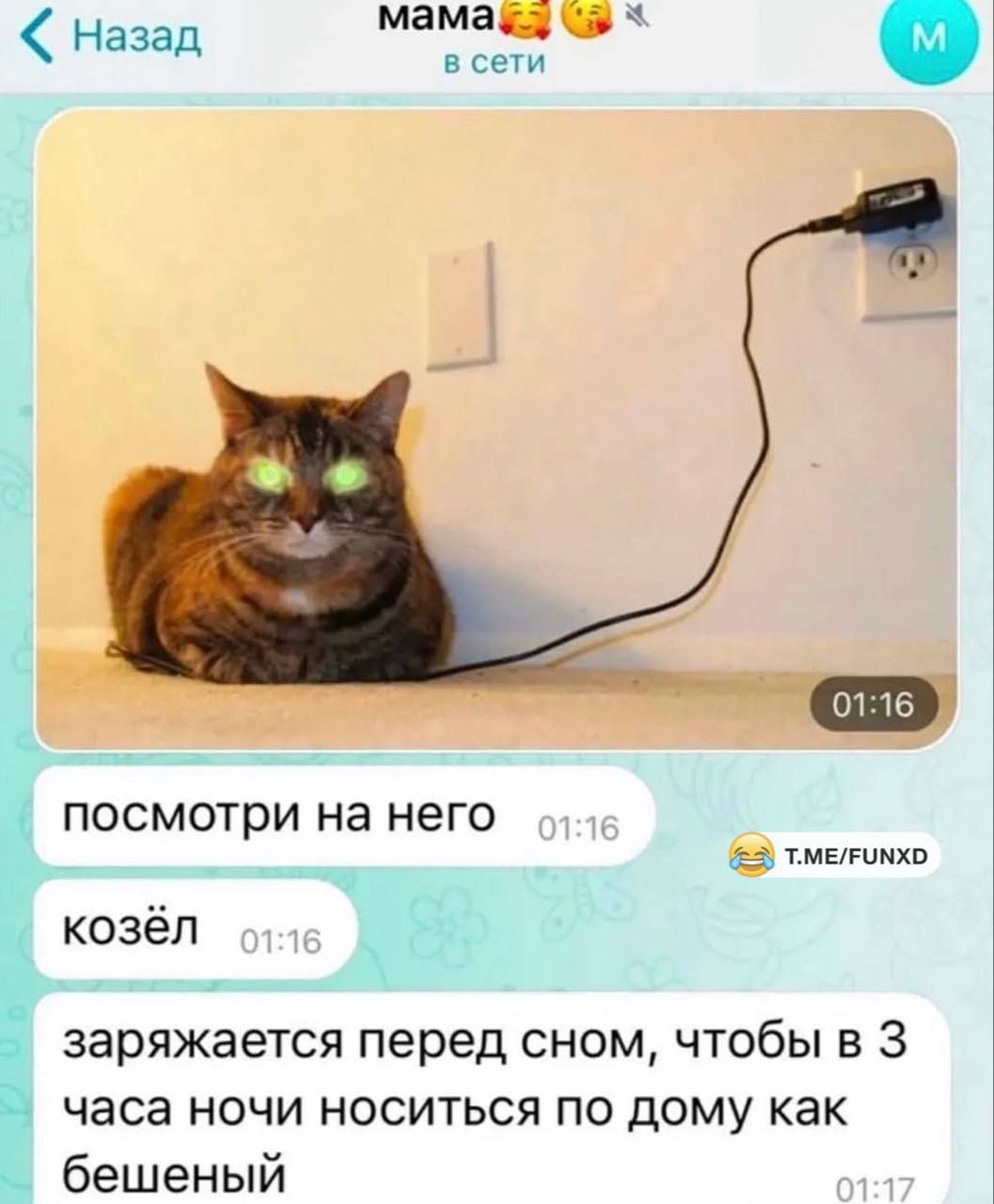 посмотри на него
козел
заряжается перед сном, чтобы в 3 часа ночи носиться по дому как бешеный