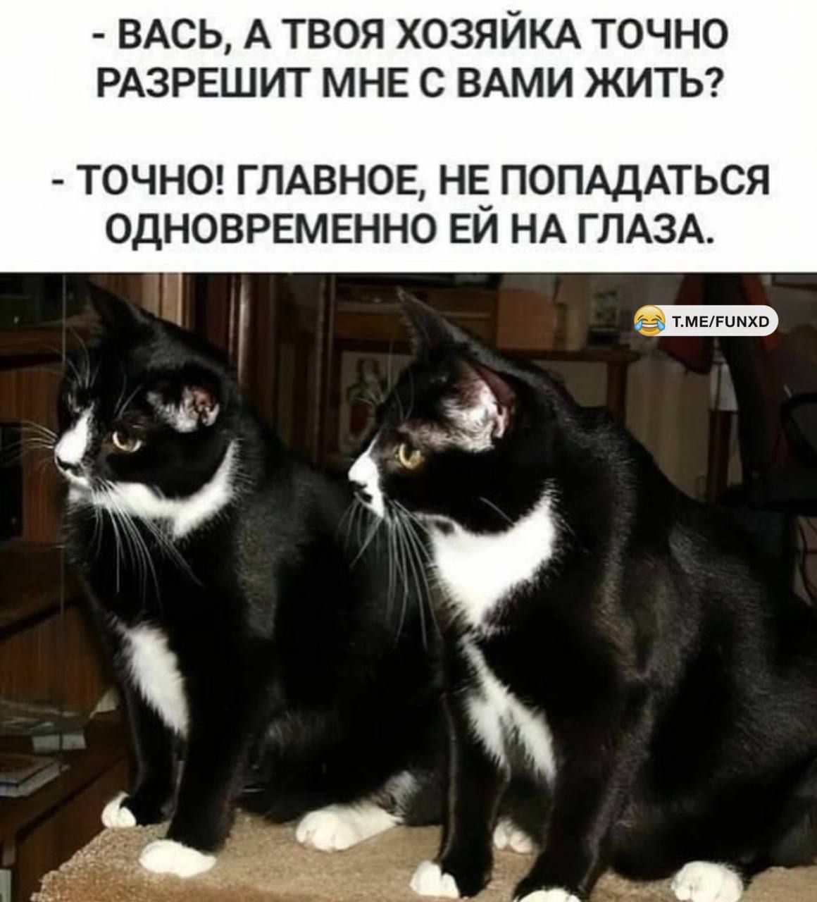 Вась, а твоя хозяйка точно разрешит мне с вами жить? - Точно! Главное, не попадаться одновременно ей на глаза.