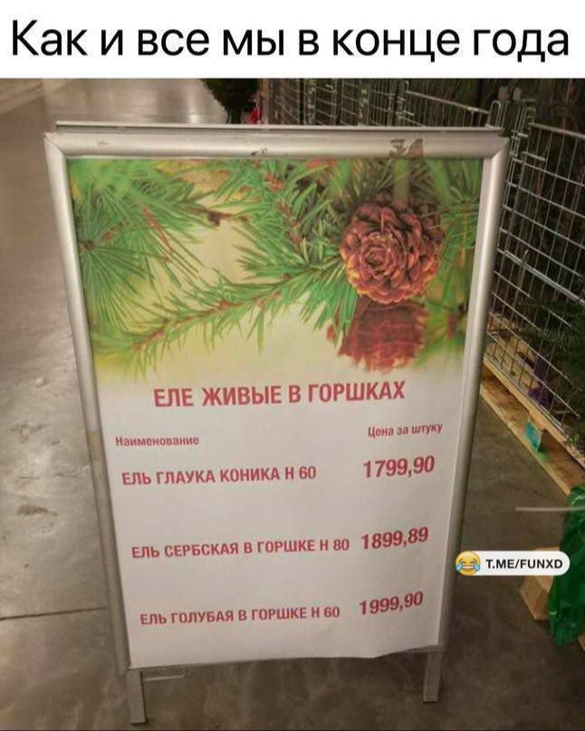 Как и все мы в конце года
Ель живые в горшках
Цена за штуку
1799,90
1899,89
1999,90