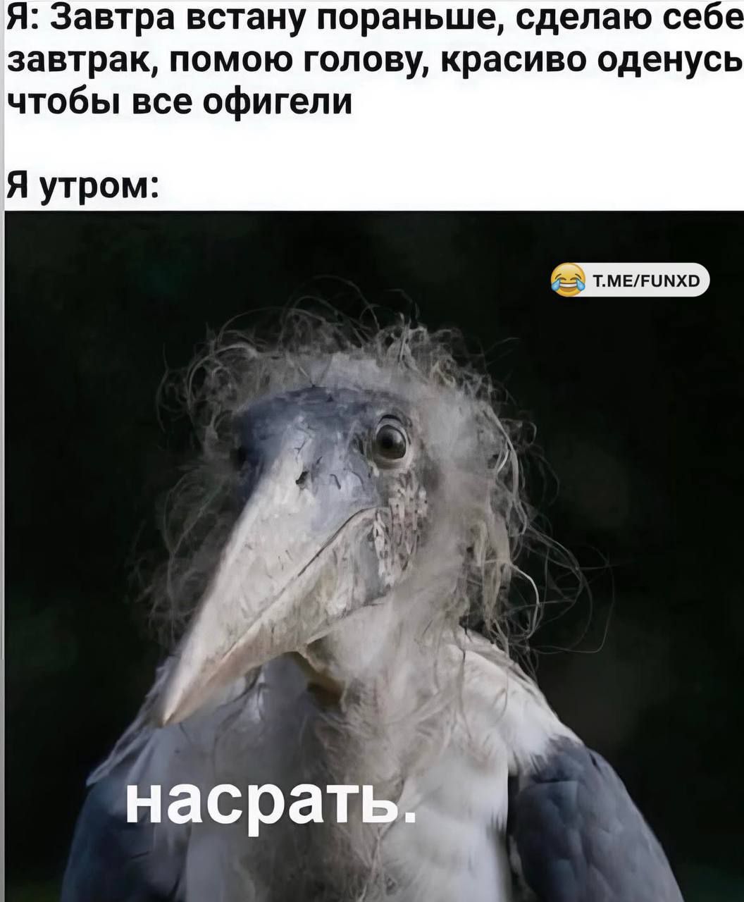 Я: Завтра встану пораньше, сделаю себе завтрак, помогу голове, красиво оденусь чтобы все офигели

Я утром:
насрать.