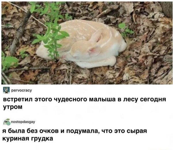 и ВСТБЕУИЛ ЭТОГО ЧУДБСМОГО малыша В лесу СЕГОПИЯ утром М и была без вчкпв и подумала что это сырая куриная грудка