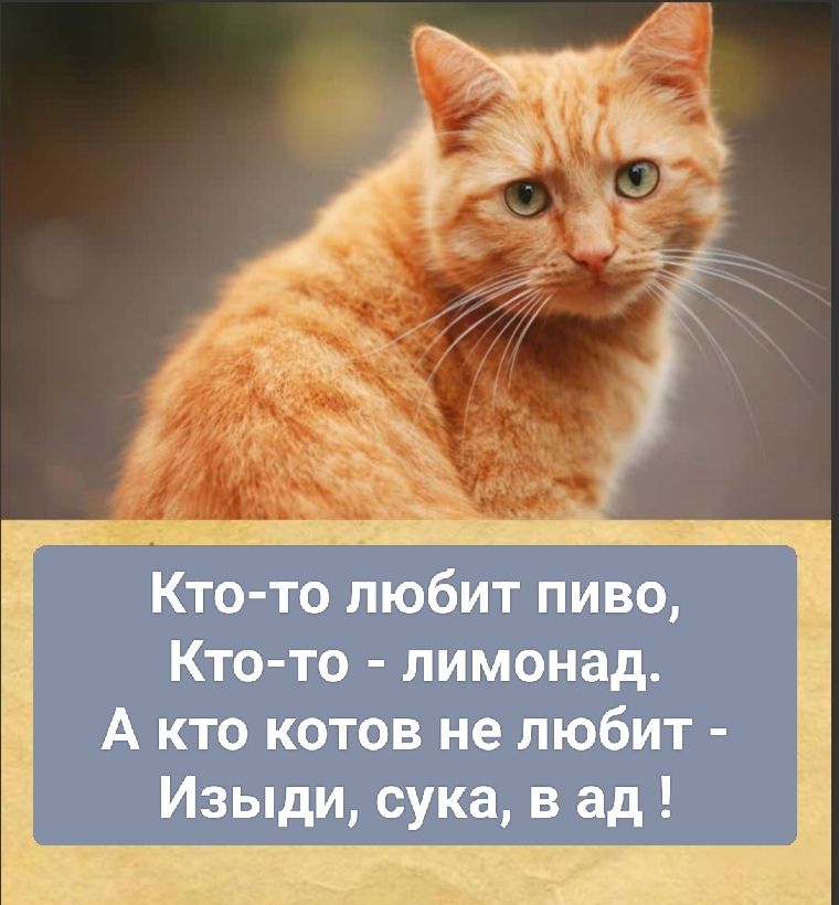 Кто-то любит пиво,
Кто-то - лимонад.
А кто котов не любит -
Изыди, сука, в ад !