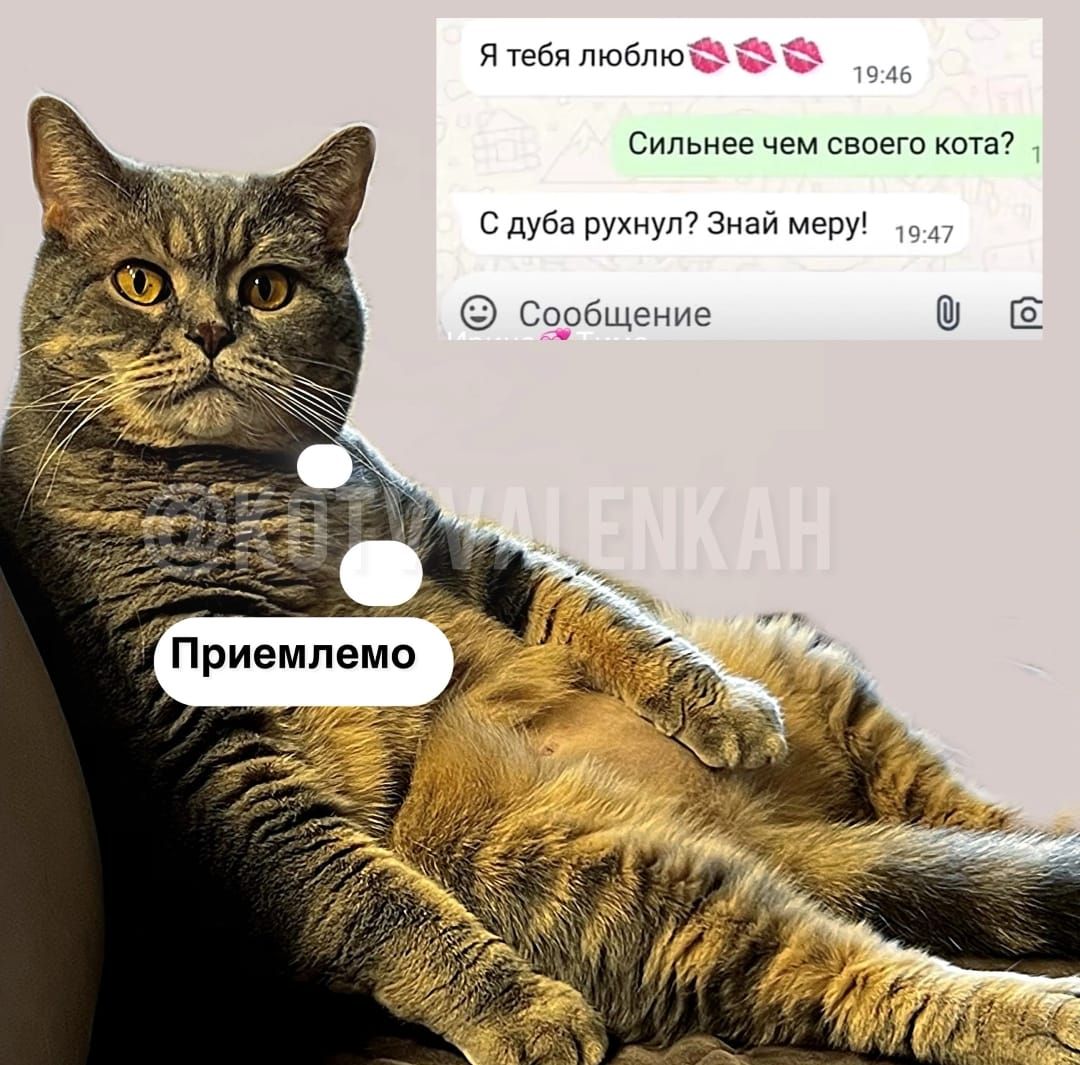 Я тебя люблю 💋💋💋
Сильнее чем своего кота?
С дура руканул? Знай меру!

Принимаем