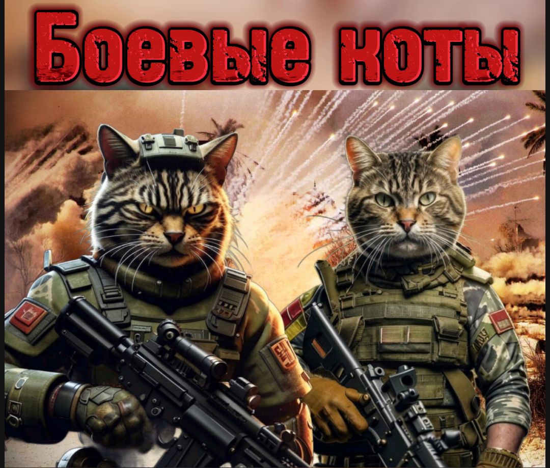 Боевые коты