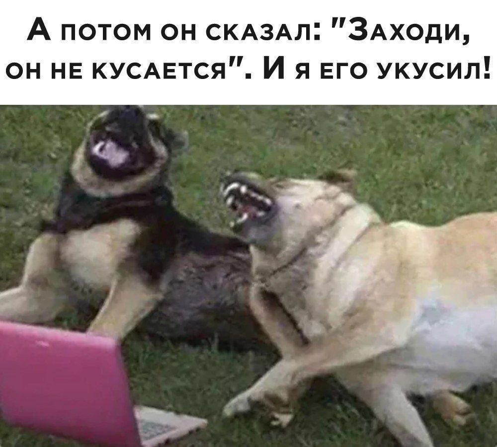 А потом он скдздл ЗАходи он не КУСАЕТСЯ И я его укусил