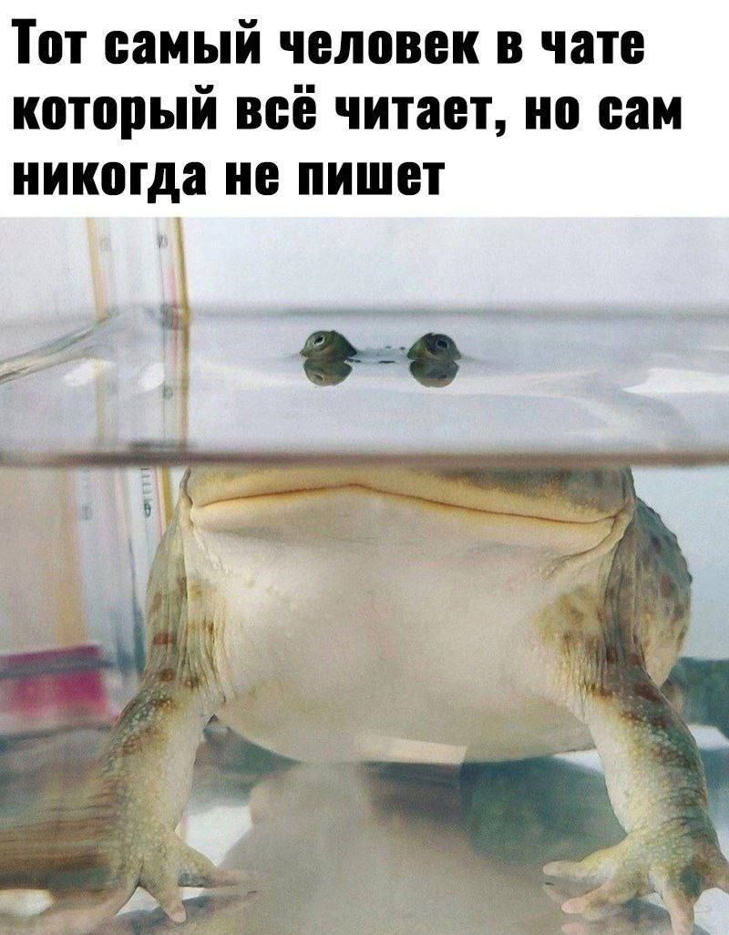 Тот самый человек в чате который всё читает но сам никогда не пишет