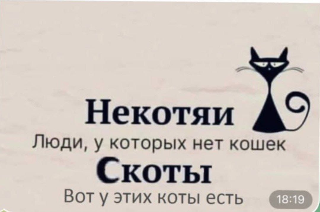 Некотяи ТЭ Люди у которых нет кошек Скоты Вот у этих коты есть