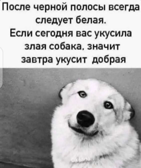 После черной полосы всегда следует белая Если сегодня вас укусила злая собака значит завтра укусит добрая