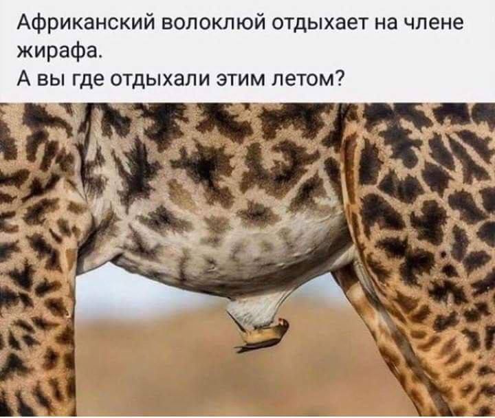 Африканский волоклюй отдыхает на члене жирафа А вы где отдыхали этим летом
