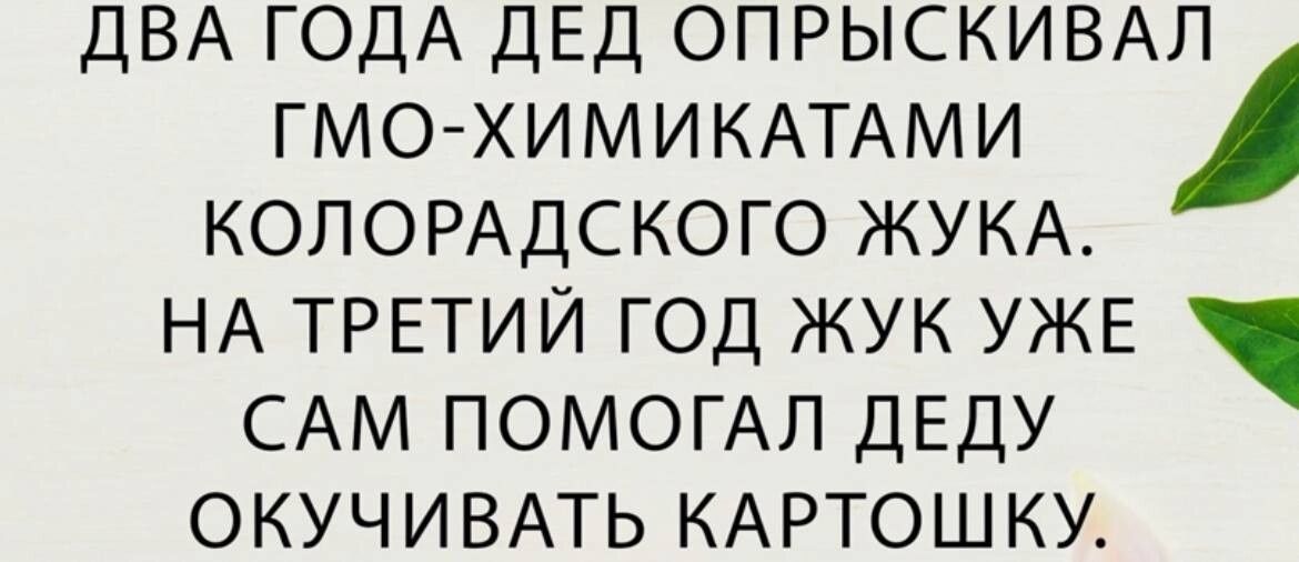 ГМО ХИМИКАТАМИ КОПОРАДСКОГО ЖУКА НА ТРЕТИЙ ГОД ЖУК УЖЕ САМ ПОМОГАЛ ДЕДУ ОКУЧИВАТЬ КАРТОШКУ ДВА ГОДА ДЕД ОПРЫСКИВАЛ