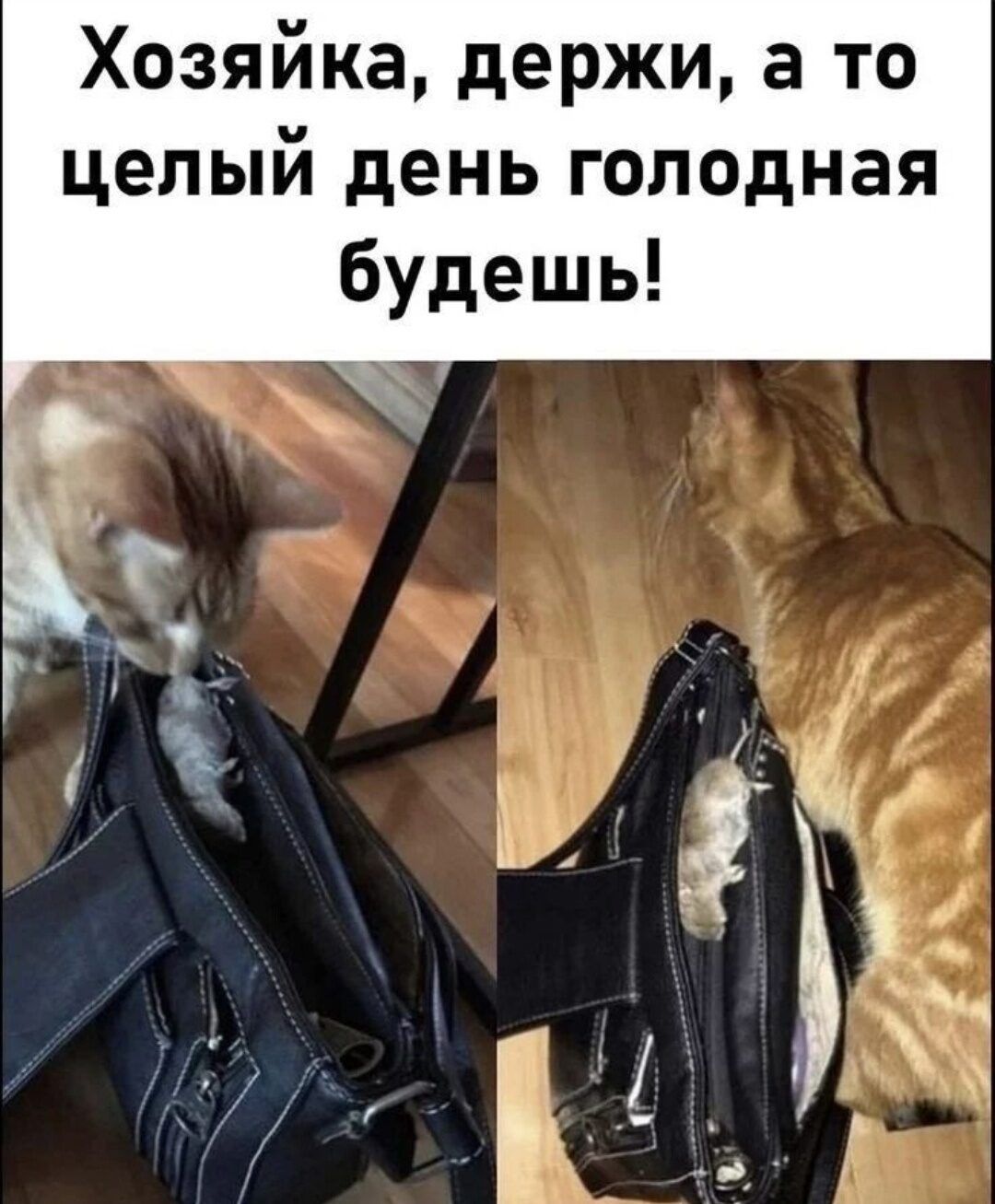 Хозяйка держи а то целый день голодная