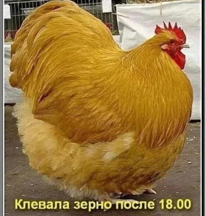 _ г 7 Клевапа зернрЧЮШе 1800