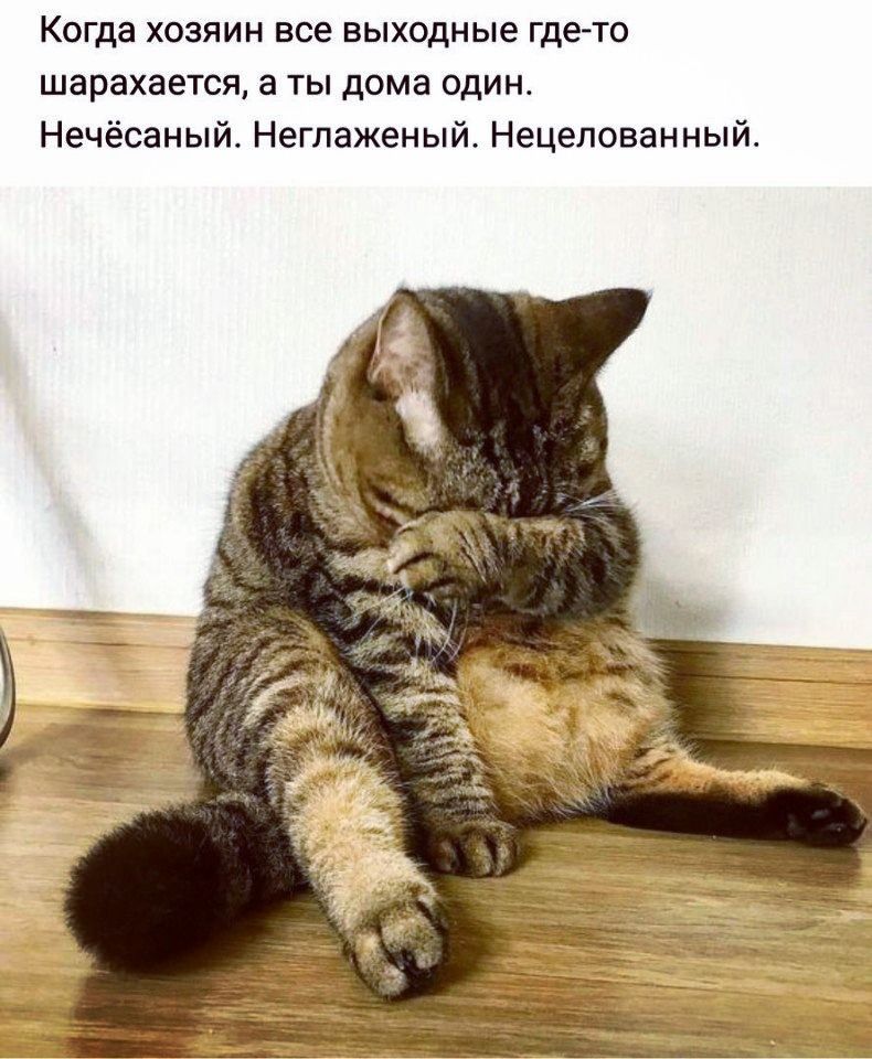 Когда хозяин все выходные гдето шарахается а ты дома один Нечёсаный Негпаженый Нецелованный