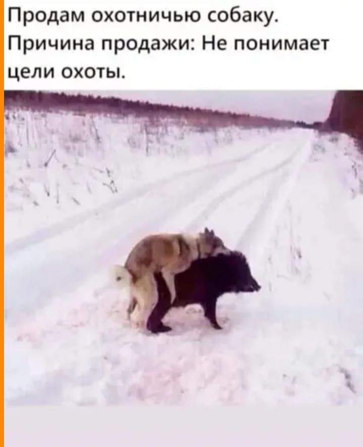 Продам охотничью обаку Причина продажи Не понимает цели охоты