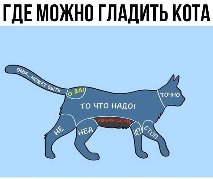 ГДЕ МОЖНО ГЛАДИТЬ КПТА