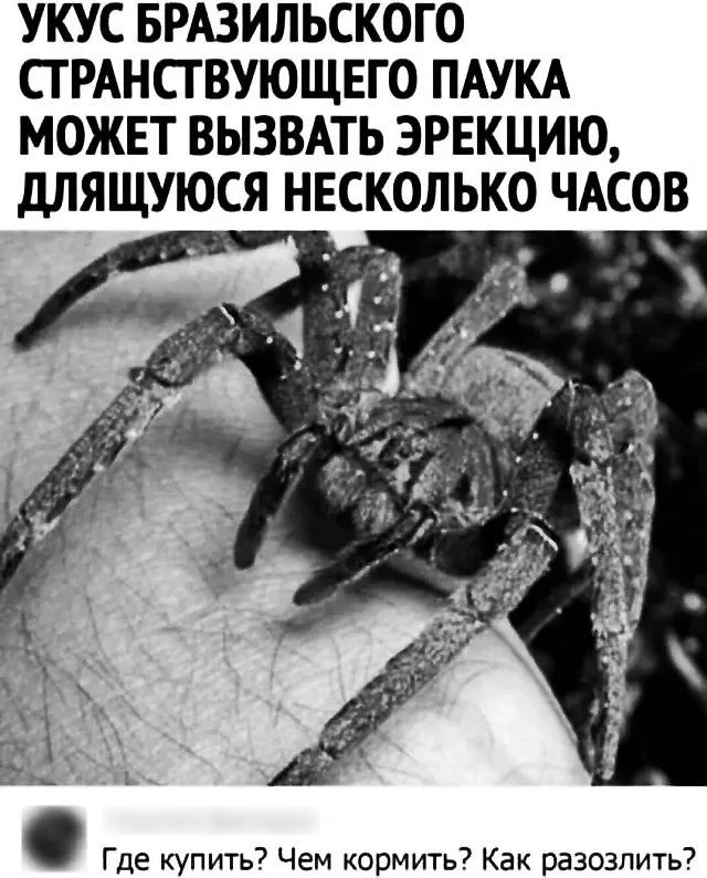 УКУС БРАЗИЛЬСКОГО СТ РАНСГВУЮЩЕГО ПАУКА МОЖЕТ ВЫЗВАТЬ ЭРЕКЦИЮ дЛЯЩУЮСЯ НЕСКОЛЬКО ЧАСОВ Где купить7 Чем кормить7 Как разозлить