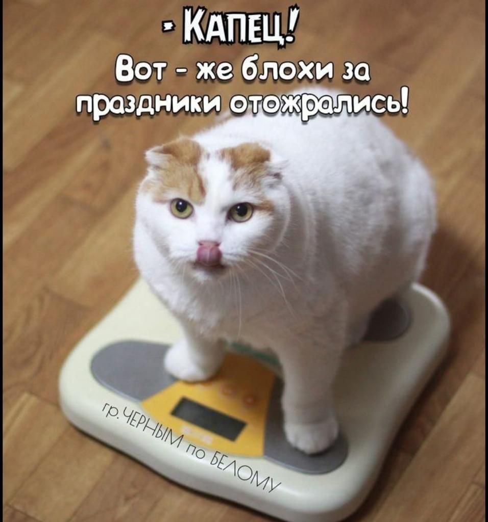 КАПЕЦ Вот же блохи за праздники э ись