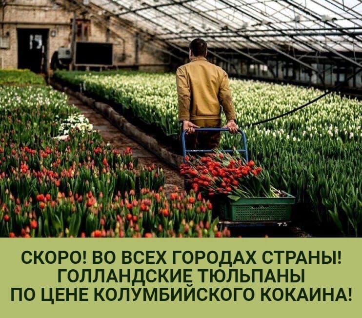 СКОРО ЕО ВСЕХ ГОРОДАХ СТРАНЫ ГОЛЛАНДСКИЕ ТЮПЬПАНЫ ПО ЦЕНЕ КОПУМБИИСКОГО КОКАИНА