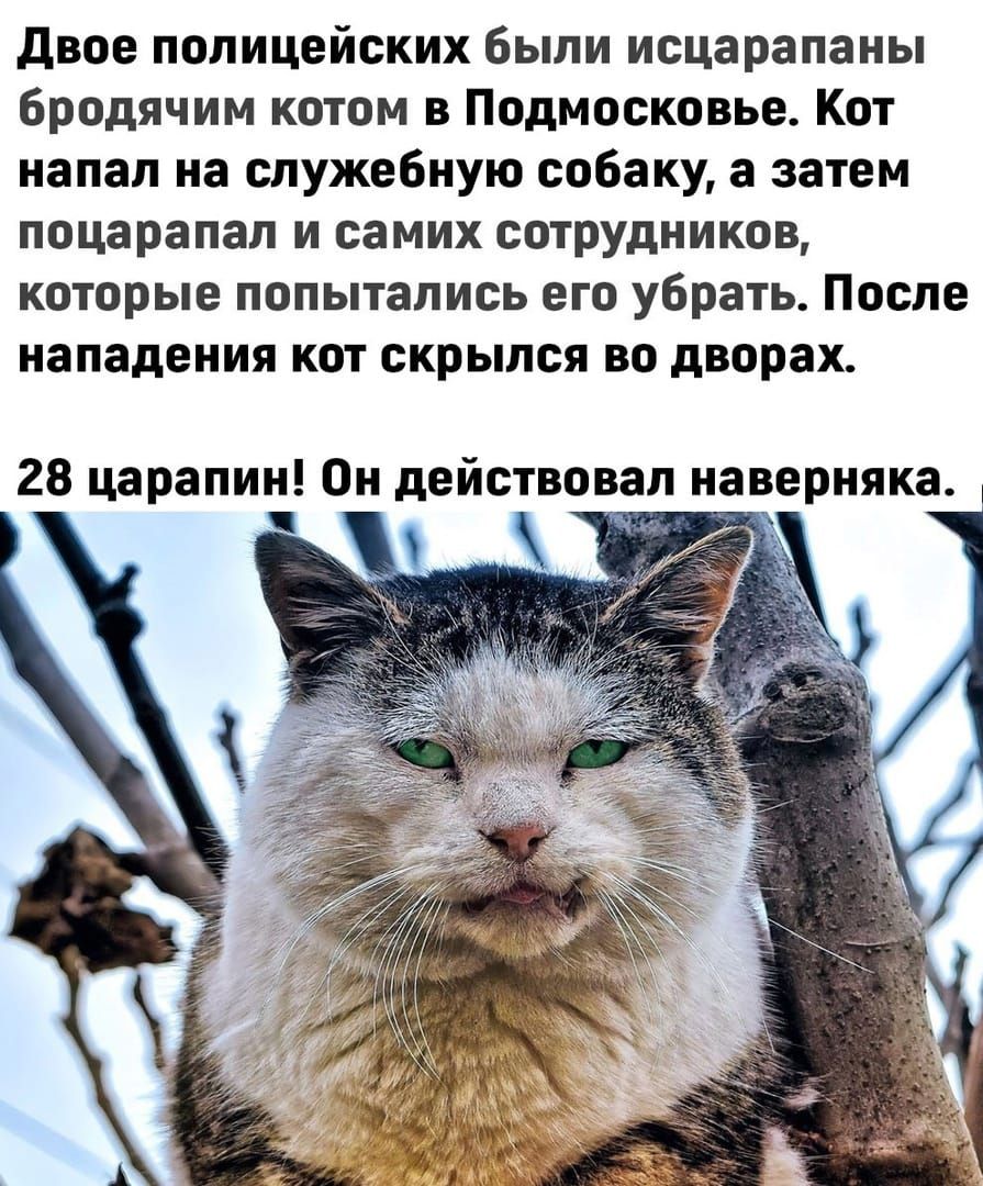 двое полицейских были исцарапаиы бродячим котом в Подмосковье Кот напал на служебную собаку а затем поцарапал и самих сотрудников которые попытались его убрать После нападения кот скрылся во дворах 28 царапин Он действовал наверняка