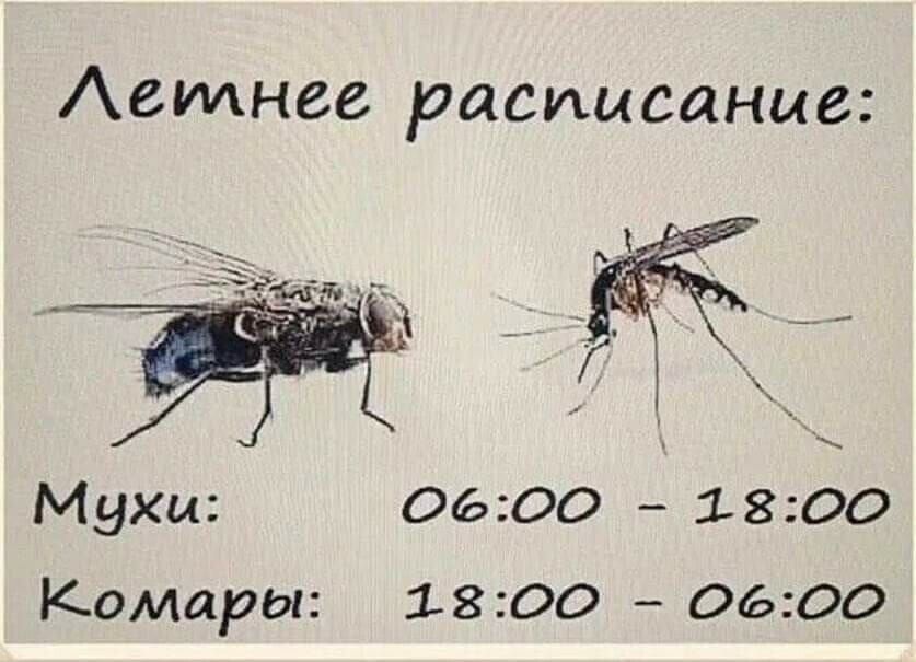 Аеилнее расписание Мухи 0600 1800 Комары 1800 0600