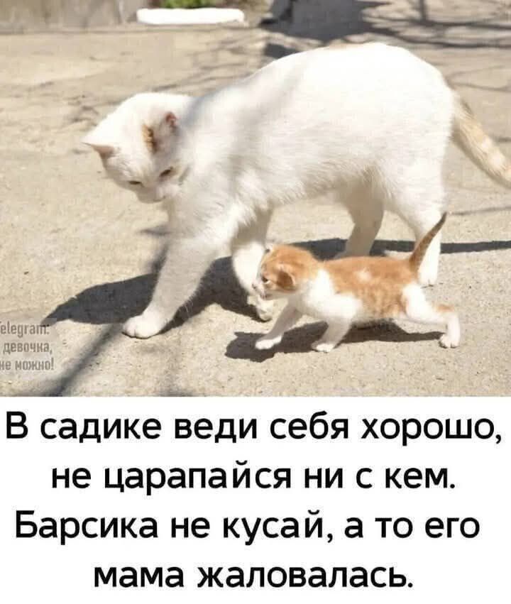 В садике веди себя хорошо, не царапайся ни с кем. Барсика не кусай, а то его мама жаловалась.