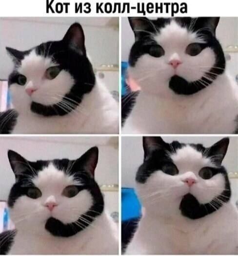Кот из колл-центра