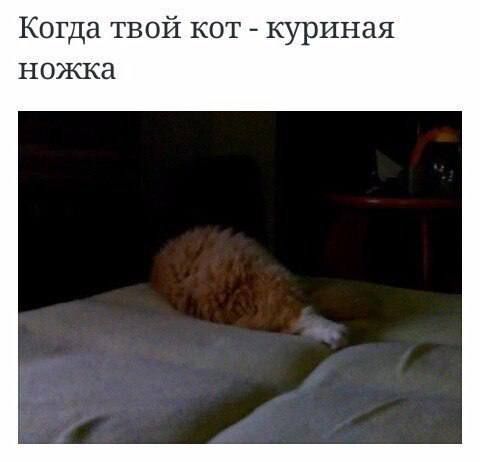 Когда твой кот - куриная ножка