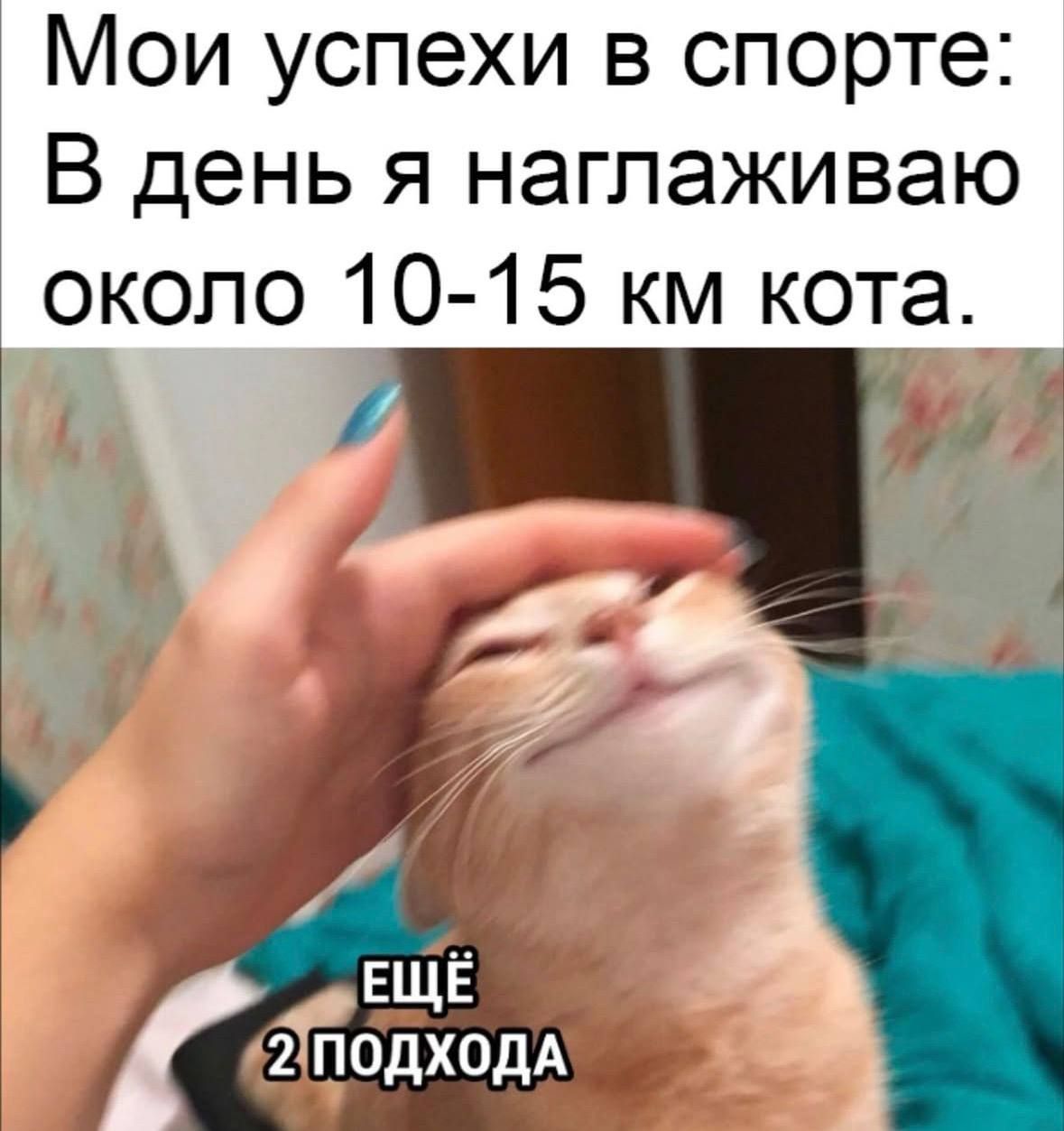 Мои успехи в спорте: В день я наглаживаю около 10-15 км кота. ЕЩЁ 2 ПОДХОДА