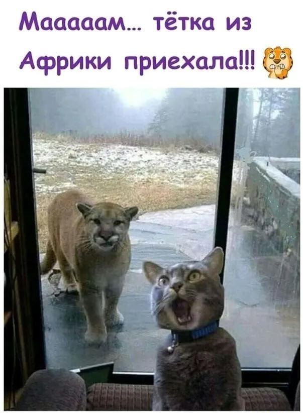 Маaам... тётка из Африки приехала!!!
