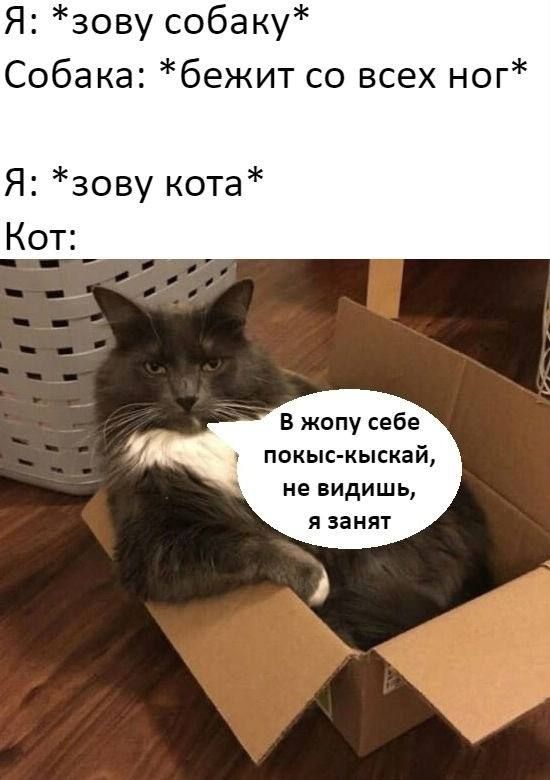 Я: *зову собаку* Собака: *бежит со всех ног* Я: *зову кота* Кот: 

В жопу себе покыс-кискай, не видишь, я занят