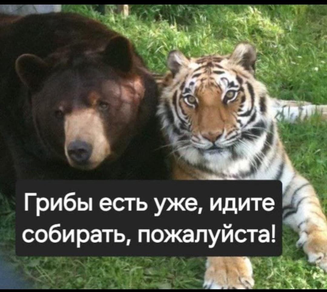 Грибы есть уже, идите собирать, пожалуйста!