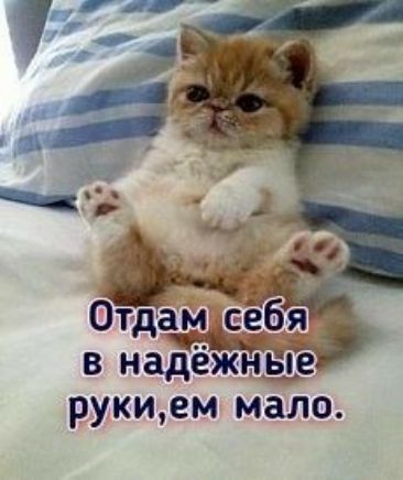 рукием МЗЛО