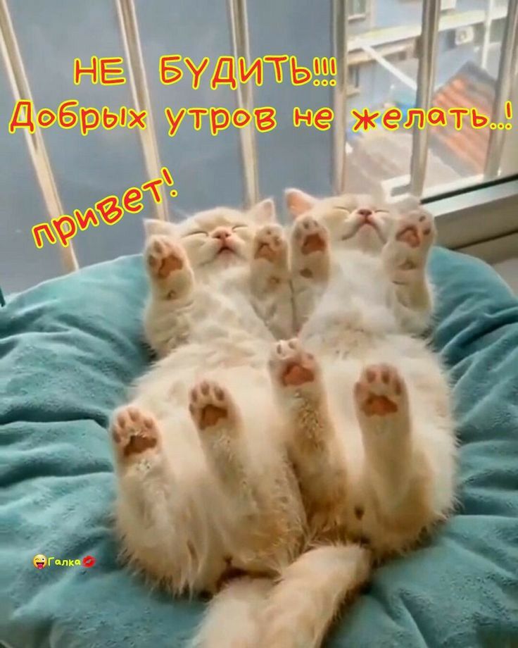 НЕ Будитвч ДобрЫх угроз вре діжепшть