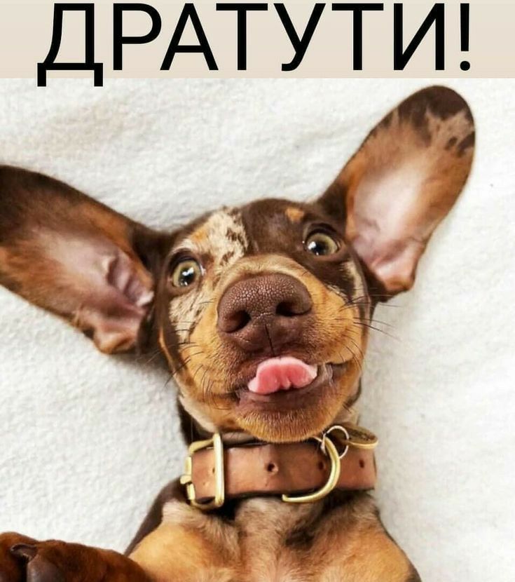 ДРАТУТИ