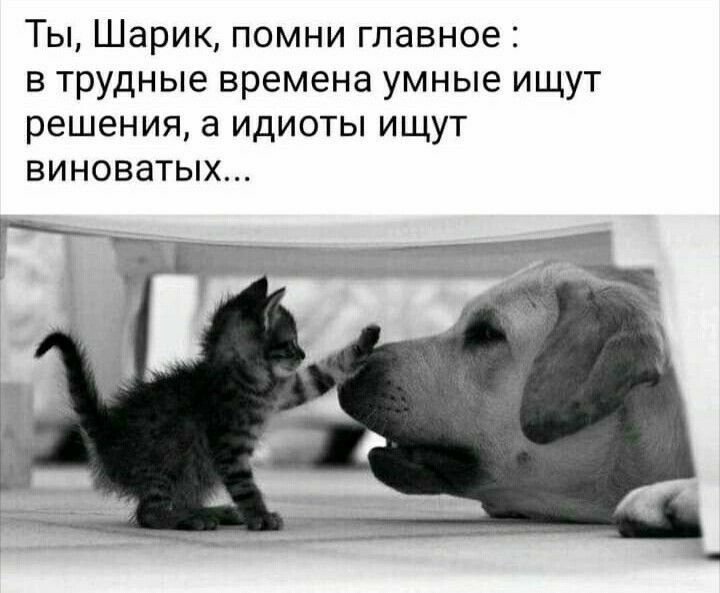 Ты Шарик помни главное В Трудные времена умные ИЩУТ РЕШЕНИЯ а ИДИОТЫ ИЩУТ ВИНОВЭТЫХ